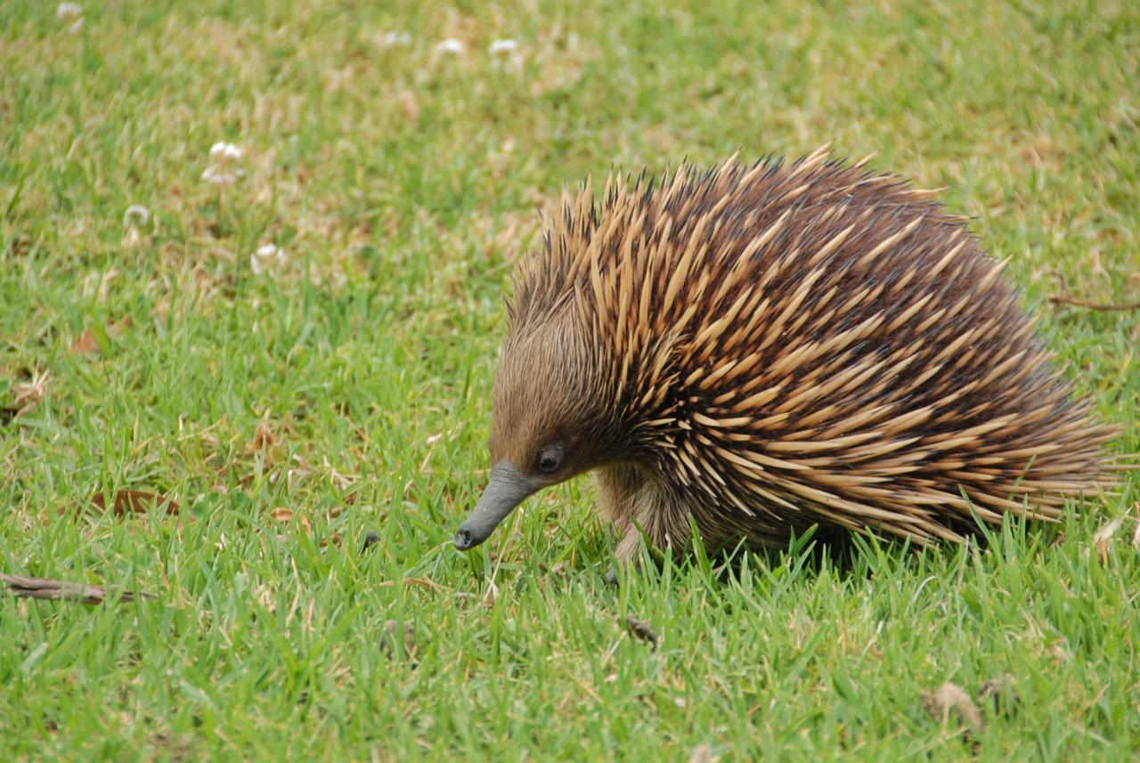 SkyView Villa Kangaroo Valley Zewnętrze zdjęcie
